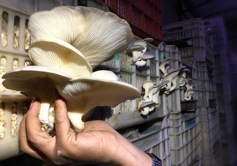 Mushrooms grown in an underground farm