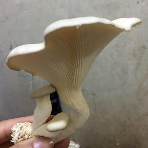 Mushroom grown for A Challenge to Survive